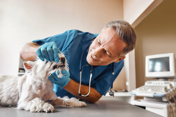 Best Same-Day Emergency Dentist in Midway, KY